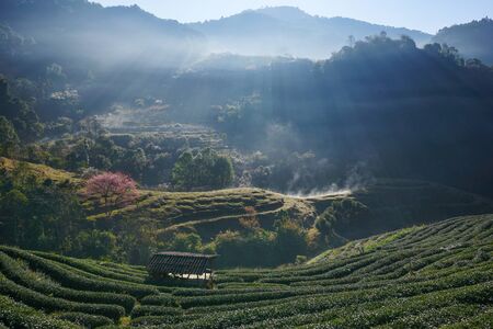 Beautiful morning at tea plantation. Chiang Mai. Thailand.の写真素材
