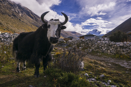 yak on the way to Everest base camp. Local aminal in Nepal. Dingboche. Nepal.の写真素材