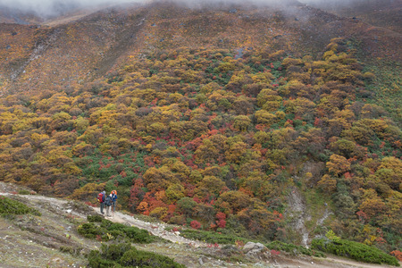 Autumn in EBC trekking route. Nepal. Changing color forest.のeditorial素材
