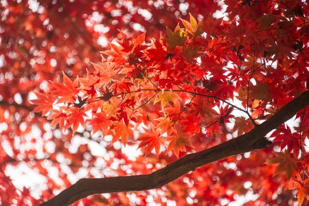 red leaves in autumn. Abstract background.の写真素材