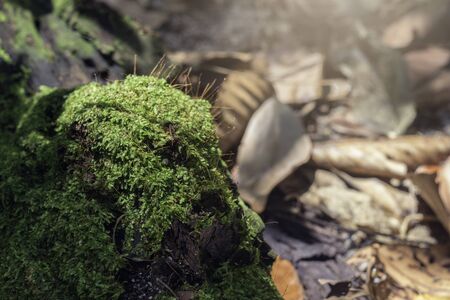 Moss growing in sunlight, Mosses, Mosses growing on trunkの写真素材