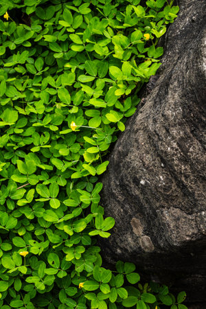 A vibrant patch of bright green clover leaves growing alongside a textured, rugged rock surface. The image highlights the contrast between lush greenery and rough stone, ideal for nature-inspired projects, eco themes, and gardening visuals.の写真素材