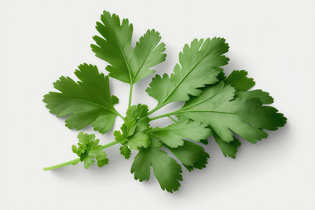 Parsley leaves isolated on white background. 3d illustration.の素材