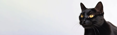 Bombay Cat On White Background. Banner, Panorama Or Website Header Format.の素材