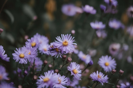 Wildflowers Bring Colorful Joy To Your Life Grow Your Own Garden For Endless Beauty Happinessの素材