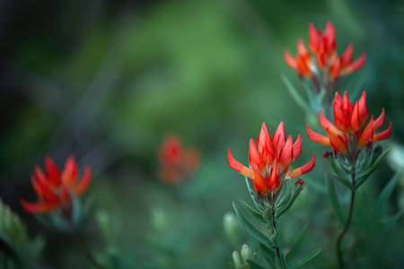 Wildflowers Indian Paintbrush Background Flowers Plantの素材