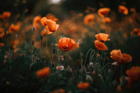Wildflowers Poppies Background Flowers Plantの素材