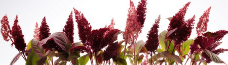 A Bunch Of Amaranth Flying In The Airon White Background Wde Panoramicの素材