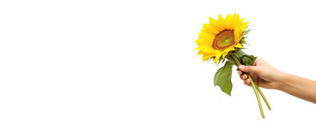 Wide Frame Side Full Frame One Sunflower In Hand With Ribbon On White Backgroundの素材