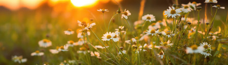 A Field Of Wildflowers In Soft Focus Against A Blurred Sunset. Banner For Webの素材