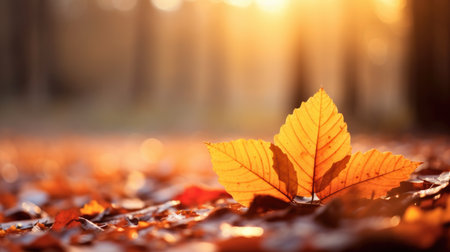 Shallow Focus Captures The Beauty Of Autumn Leaves. Concept Autumn Foliage, Nature Photography, Shallow Depth Of Field, Capturing Vibrant Colors.の素材