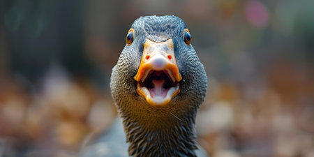 A cute and curious duck or goose with a surprised expression. Concept Animal Photography, Duck Portrait, Outdoor Nature, Surprised Expression, Adorable Wildlifeの素材
