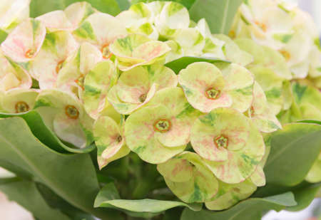 Beautiful and colorful blossom, for decoration の写真素材