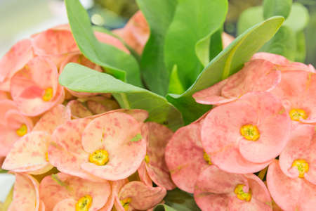 Beautiful and colorful blossom, for decoration の写真素材