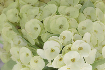 Beautiful and colorful blossom, for decoration の写真素材