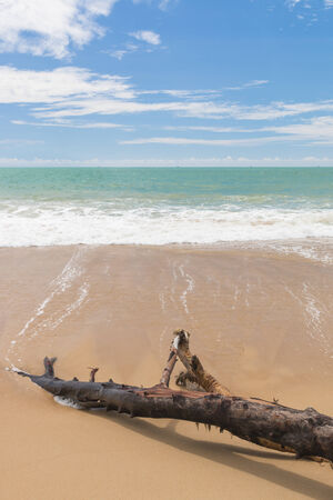 Beautiful Maikao Beach, Phuket Thailandの写真素材