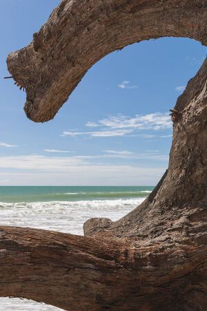 Weird log on beautiful Maikao Beach, Phuket Thailandの写真素材