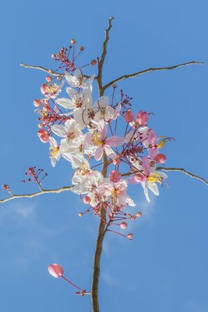 Sweet Pink Shower, captured with blue sky background.の写真素材