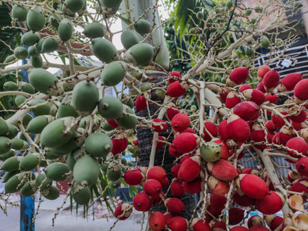 Red palm fruit on tree in the garden, selective focus.