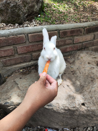 White rabbit eating carrot,selective and soft focus