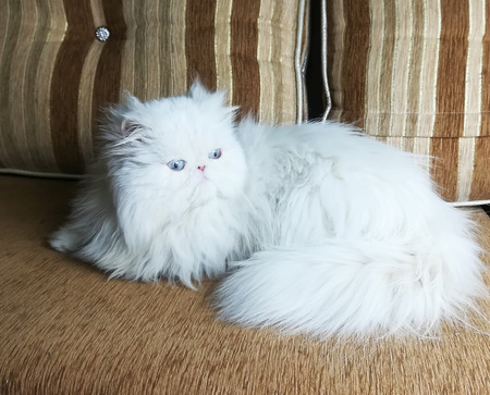 White fluffy Persian cat on the sofa. Blue eyes, fluffy tail. Sweet lovely young cat.の写真素材