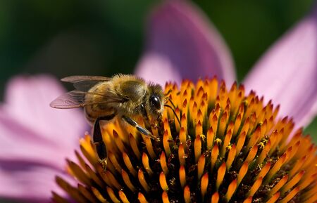 Honeybee (Apis mellifera) on Flower