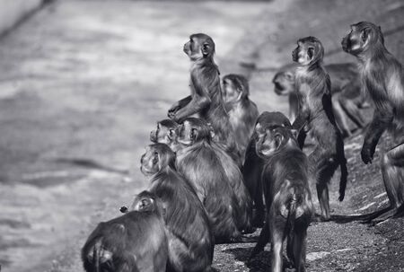 Macaques in the Heidelberg Zooの写真素材