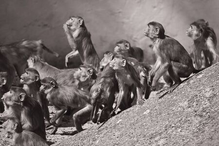 Macaques in the Heidelberg Zoo