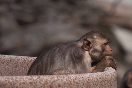 Macaque in the Heidelberg Zooの写真素材