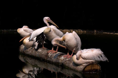Pelicans at the Zoo in Heidelberg, Germany, sitting on a tree trunk in the waterの写真素材