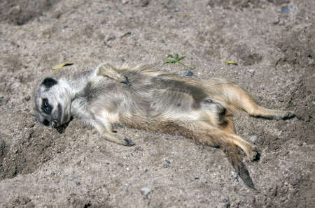 Meerkat (Suricata suricatta), lying in the sunの写真素材