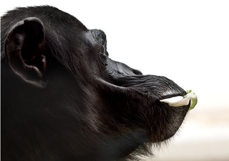 Portrait of a Common Chimpanzee (Pan troglodytes)の写真素材