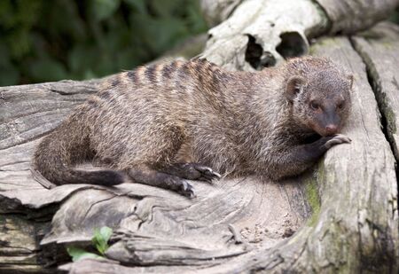 Banded Mongoose (Mungos mungo), lying on a tree stump in the sunの写真素材