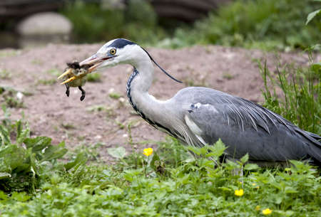 European Grey Heron (Ardea cinerea), having catched a small bird の写真素材