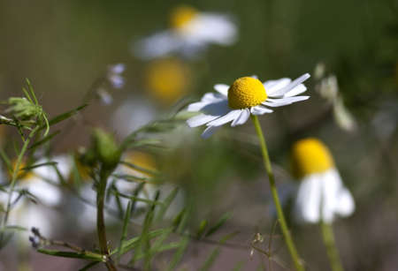 Closeup of a Camomile Flower (Anthemis nobilis)の写真素材
