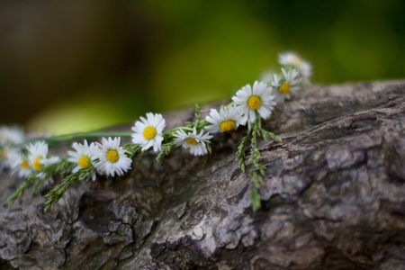 Crown of Daisies in Spring, shot with very shallow depth of fieldの写真素材