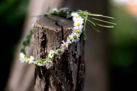 Crown of Daisies in Spring, shot with very shallow depth of field