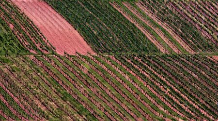 Vineyard in Southwest Germany, Rhineland-Palatinate, in Springの写真素材