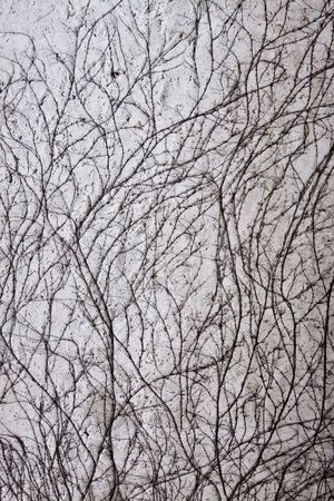 Old dried ivy on old rough wall