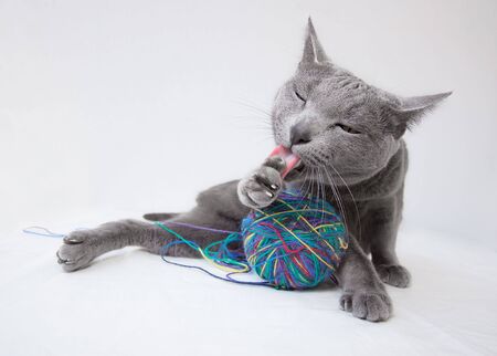 Portrait of a Russian Blue Cat, with a ball of woolの写真素材