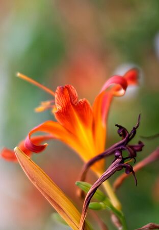 Lilly flowers (Lilium) in summer; red and orange coloredの写真素材