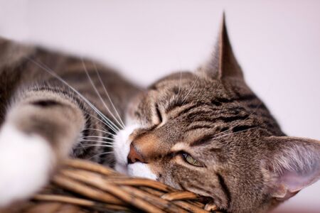 Cat Protrait of a common european house catの写真素材