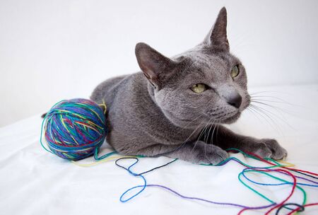 Portrait of a Russian Blue Cat, with a ball of woolの写真素材