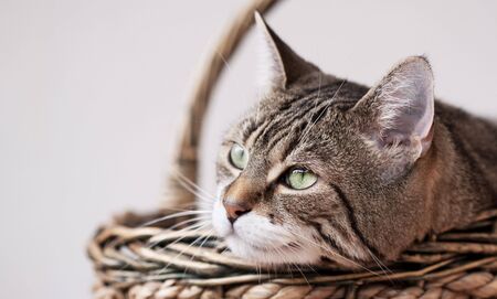 Cat Protrait of a common european house catの写真素材