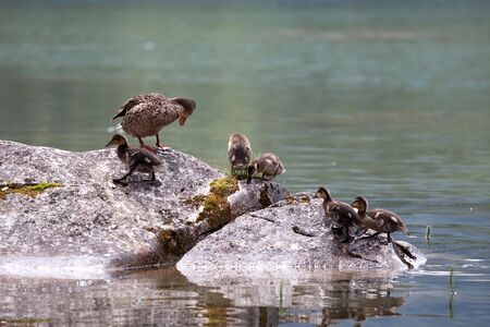 Wild Mallard (Anas platyrhynchos) with ducklings swimming in water in summerの写真素材