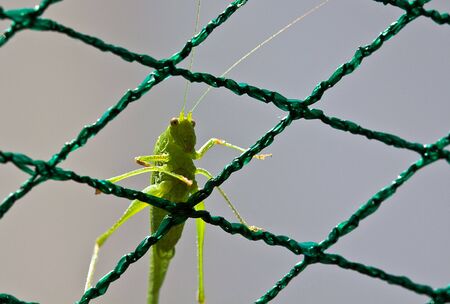 European Grasshopper, Tettigonia viridissima, sitting on green mesh fabric structureの写真素材