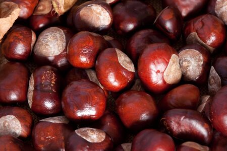 Heap of brown Chestnuts, autumn concept image, with husk parts and leavesの写真素材