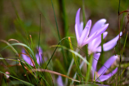 Wild Crocus blooming in early autumn on meadowの写真素材