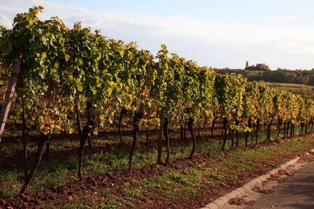 Vineyard in Southwest Germany, Rhineland-Palatinate, in Autumnの写真素材