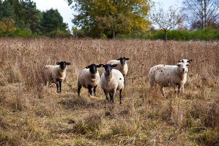 Sheep in Autumn on a meadow, late Octoberの写真素材
